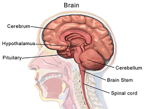 human brain diagram