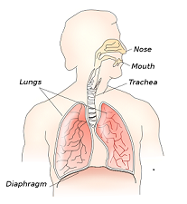 respiratory system for kids